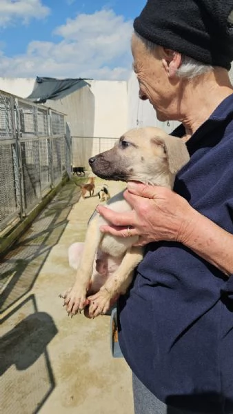 Granato meraviglioso cucciolino cerca casa | Foto 1