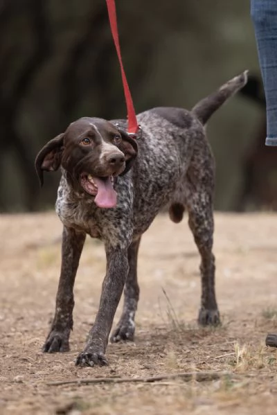 Igor Splendido Bracco Tedesco Cerca Famiglia  | Foto 6