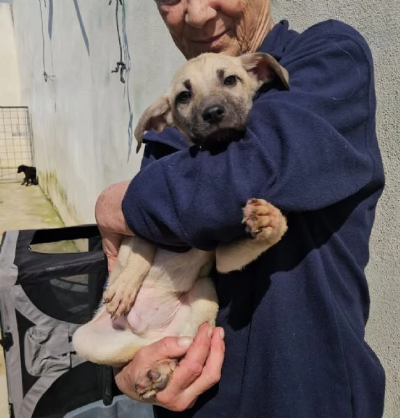 Granato meraviglioso cucciolino cerca casa | Foto 0