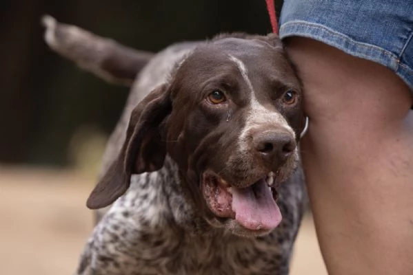 Igor Splendido Bracco Tedesco Cerca Famiglia  | Foto 0