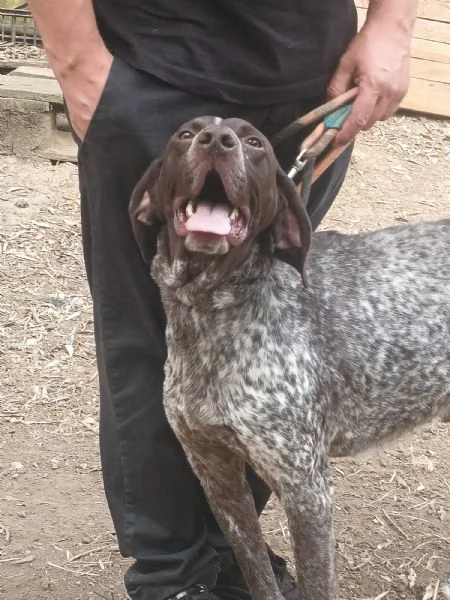 Igor Splendido Bracco Tedesco Cerca Famiglia  | Foto 1