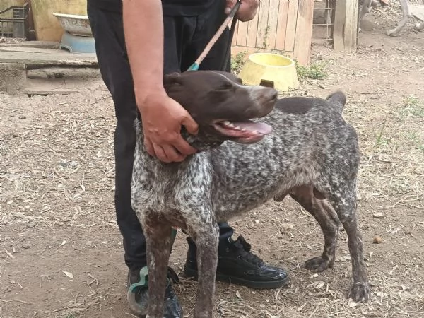 Igor Splendido Bracco Tedesco Cerca Famiglia  | Foto 0