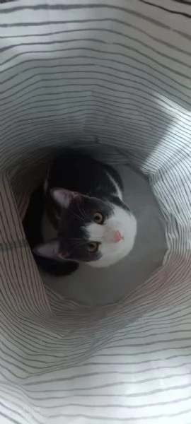 Alvaro Il Gatto Cozza In Lombardia Cerca Famiglia 