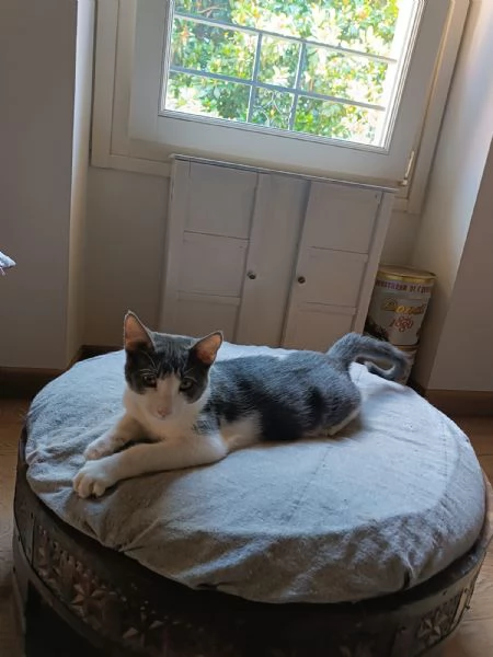 Alvaro Il Gatto Cozza In Lombardia Cerca Famiglia  | Foto 6