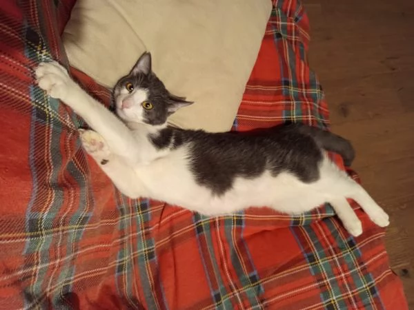 Alvaro Il Gatto Cozza In Lombardia Cerca Famiglia  | Foto 4