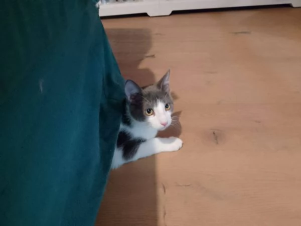 Alvaro Il Gatto Cozza In Lombardia Cerca Famiglia  | Foto 3