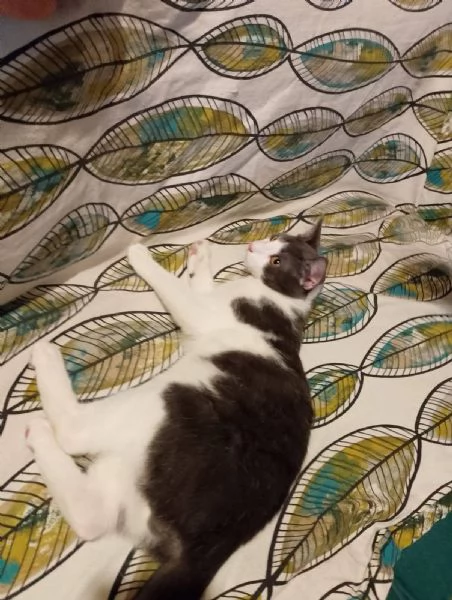 Alvaro Il Gatto Cozza In Lombardia Cerca Famiglia  | Foto 2