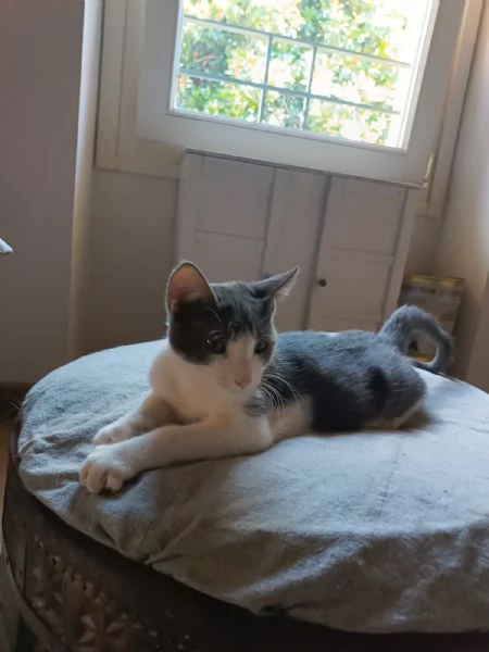 Alvaro Il Gatto Cozza In Lombardia Cerca Famiglia  | Foto 1