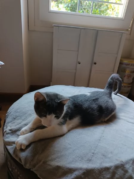 Alvaro Il Gatto Cozza In Lombardia Cerca Famiglia  | Foto 0