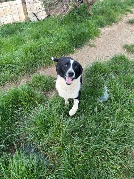 Alan Splendido Giovane Cagnolino Tg Medio Piccola | Foto 3