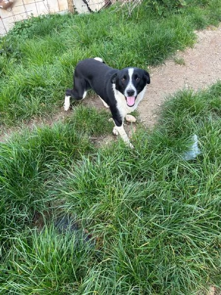 Alan Splendido Giovane Cagnolino Tg Medio Piccola | Foto 2