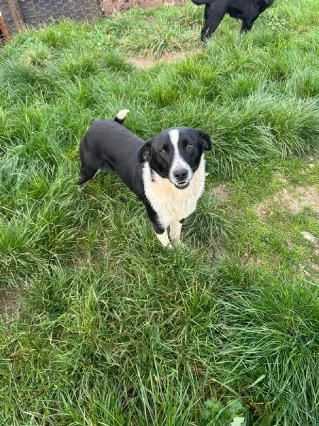 Alan Splendido Giovane Cagnolino Tg Medio Piccola | Foto 0
