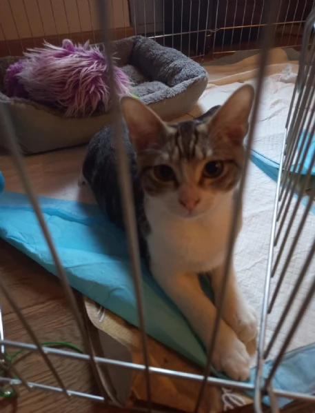 Taco Splendido Dolce Gattino Cerca Famiglia  | Foto 6
