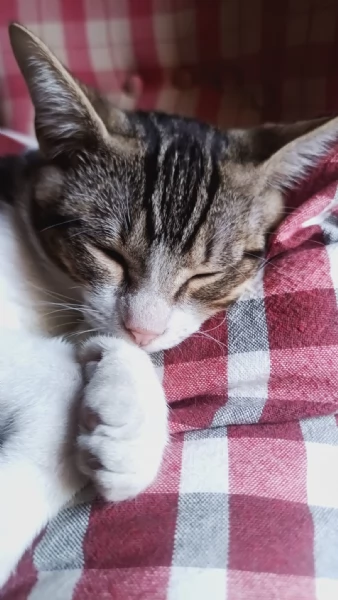 Taco Splendido Dolce Gattino Cerca Famiglia  | Foto 5