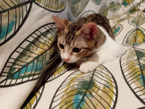 Taco Splendido Dolce Gattino Cerca Famiglia  | Foto 4