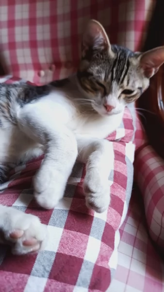 Taco Splendido Dolce Gattino Cerca Famiglia  | Foto 3