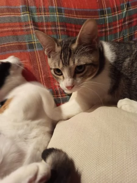 Taco Splendido Dolce Gattino Cerca Famiglia  | Foto 2