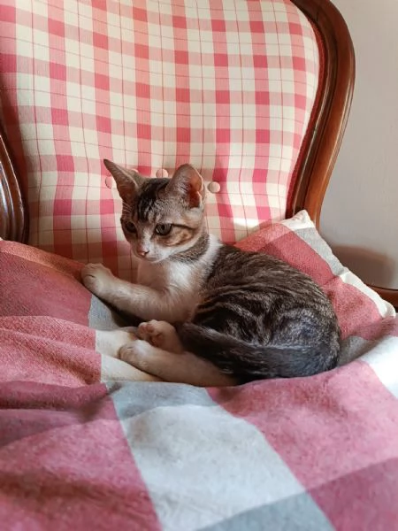 Taco Splendido Dolce Gattino Cerca Famiglia 