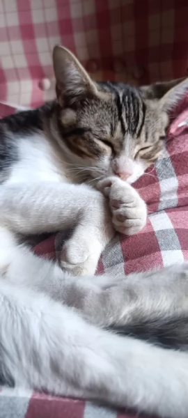 Taco Splendido Dolce Gattino Cerca Famiglia  | Foto 1