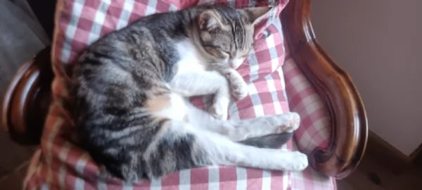 Taco Splendido Dolce Gattino Cerca Famiglia  | Foto 0