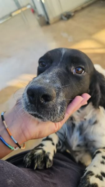 Aldo Splendido Giovane Setter Cerca Famiglia | Foto 0