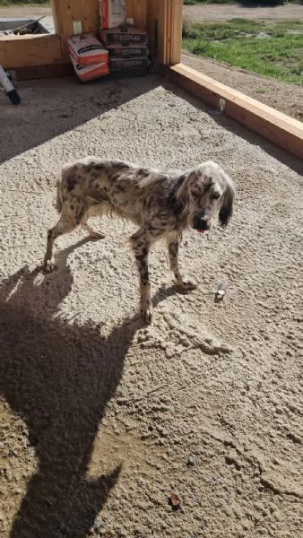 Oasi Splendida Setter Cerca Famiglia  | Foto 4