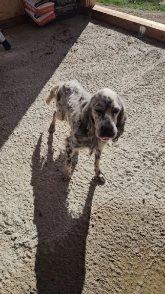Oasi Splendida Setter Cerca Famiglia  | Foto 3