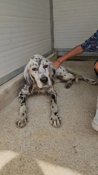 Oasi Splendida Setter Cerca Famiglia  | Foto 2
