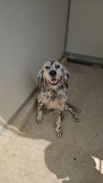 Oasi Splendida Setter Cerca Famiglia 