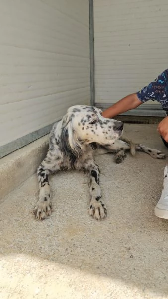 Oasi Splendida Setter Cerca Famiglia  | Foto 0