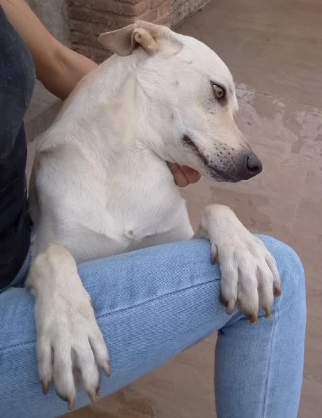Balu Splendido Cucciolotto Dolce Cerca Famiglia | Foto 3
