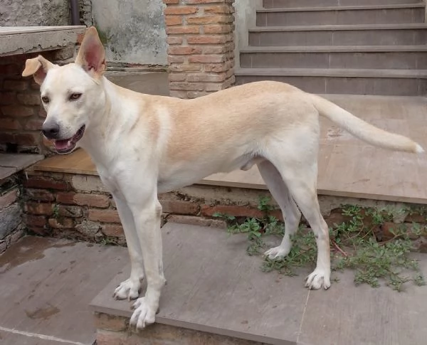 Balu Splendido Cucciolotto Dolce Cerca Famiglia | Foto 2