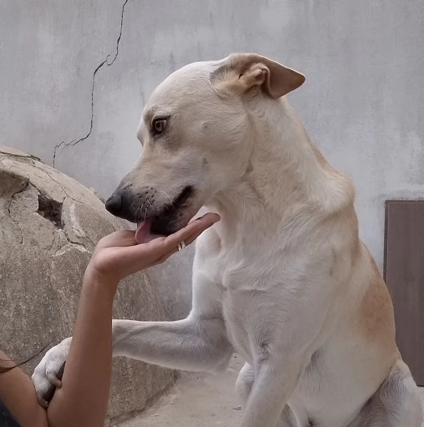 Balu Splendido Cucciolotto Dolce Cerca Famiglia | Foto 1