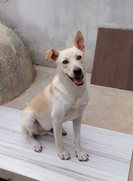 Balu Splendido Cucciolotto Dolce Cerca Famiglia | Foto 0