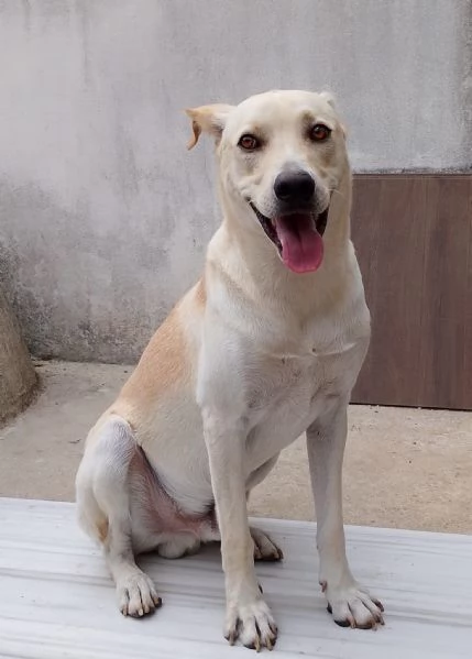 Balu Splendido Cucciolotto Dolce Cerca Famiglia
