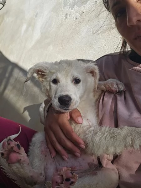 Mimigrave Splendida Cucciola Cerca Famiglia