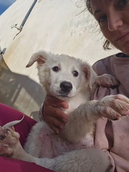 Mimigrave Splendida Cucciola Cerca Famiglia | Foto 6