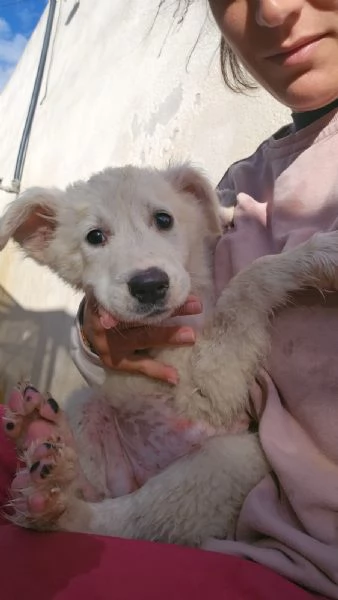 Mimigrave Splendida Cucciola Cerca Famiglia | Foto 3
