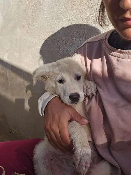 Mimigrave Splendida Cucciola Cerca Famiglia | Foto 1