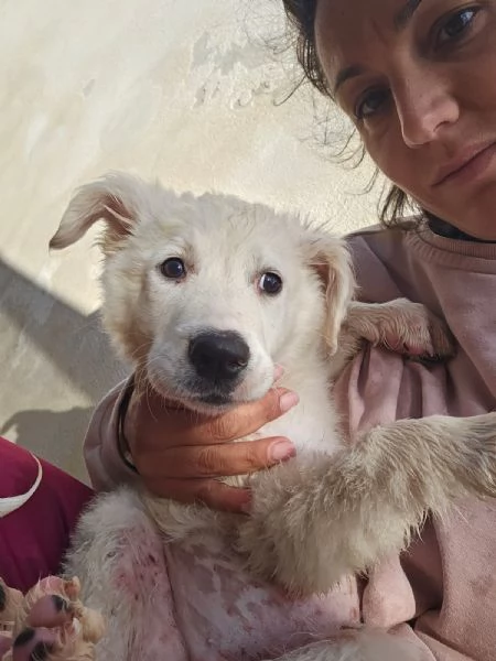 Mimigrave Splendida Cucciola Cerca Famiglia | Foto 0