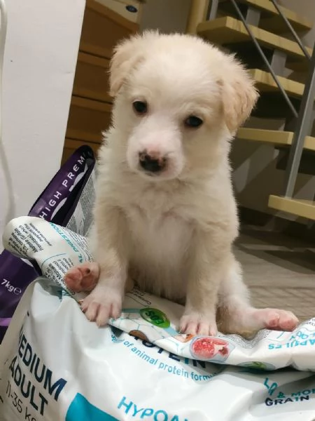 Fluffy Splendida Soffice Cucciola Cerca Famiglia  | Foto 3