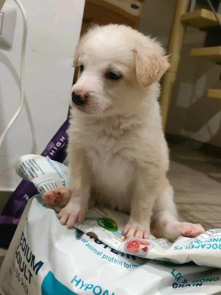 Fluffy Splendida Soffice Cucciola Cerca Famiglia  | Foto 2