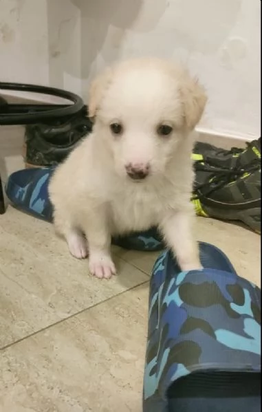 Fluffy Splendida Soffice Cucciola Cerca Famiglia  | Foto 1