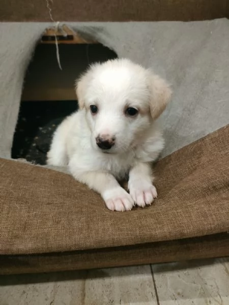 Fluffy Splendida Soffice Cucciola Cerca Famiglia