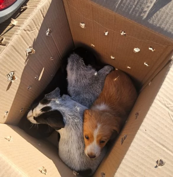 Ape Meravigliosa Cucciola Cerca Famiglia  | Foto 5