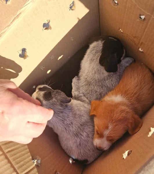 Ape Meravigliosa Cucciola Cerca Famiglia  | Foto 3