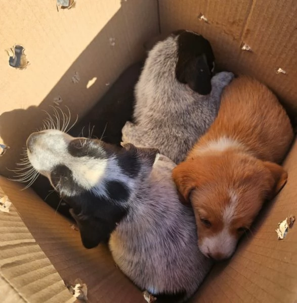 Ape Meravigliosa Cucciola Cerca Famiglia  | Foto 0