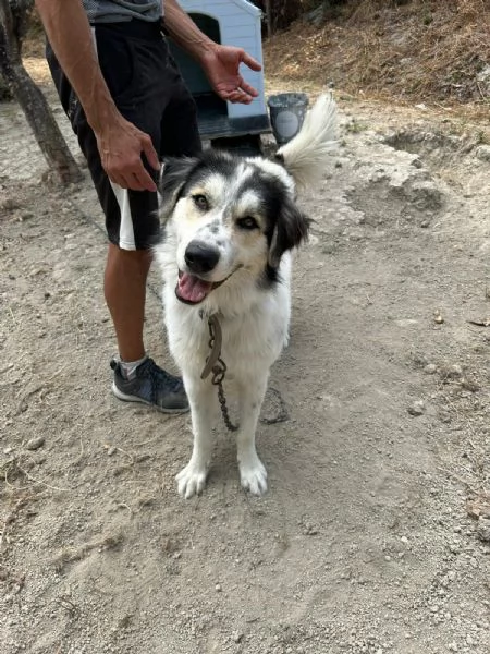 Pablo Splendido Giovanotto Vive a Catena Aiutatelo  | Foto 3