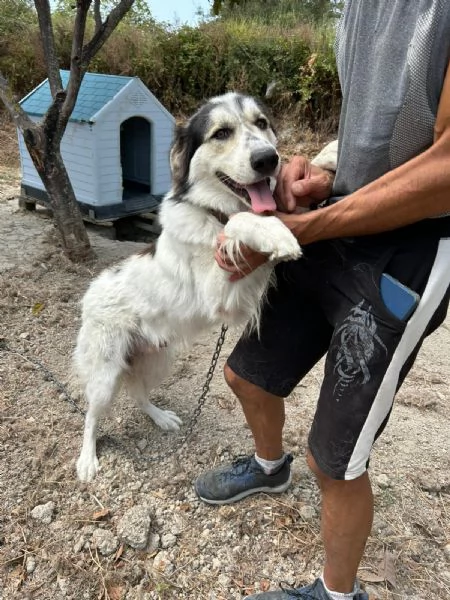 Pablo Splendido Giovanotto Vive a Catena Aiutatelo  | Foto 1