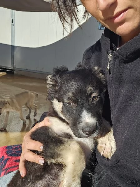 Sarabi Dolce Cucciola Tg Media Cerca Famiglia | Foto 4